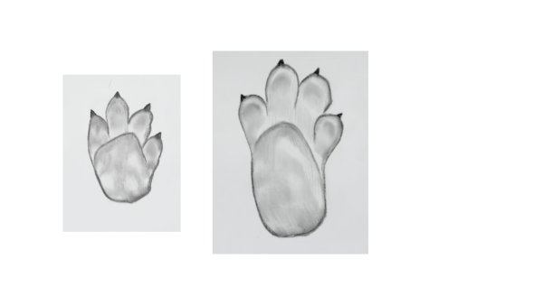 Лапки зайца рисунок