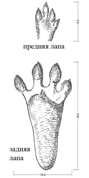 Мордочка зайца с лапками