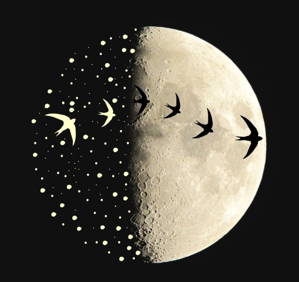 Половина Луны