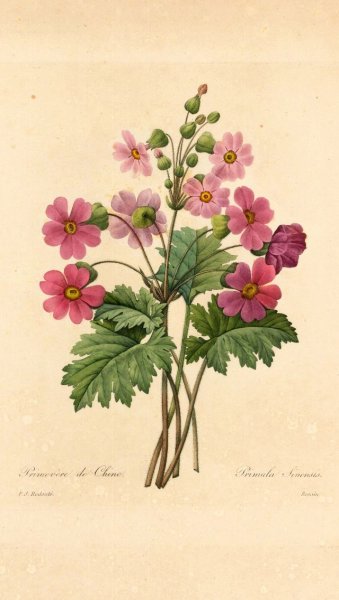 Jerrard Gems .старинные принты