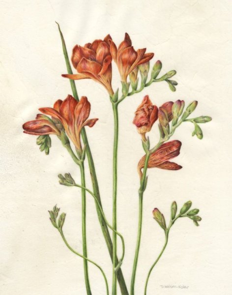 Душистый горошек сиреневый Дрозд