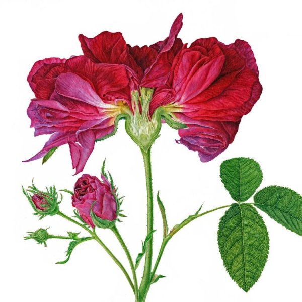 Пьер Жозеф редуте Ботанический атлас