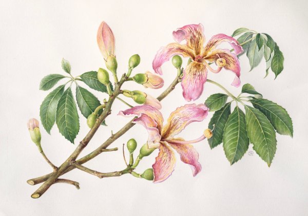 Морозник (Helleborus) Ботаническая иллюстрация