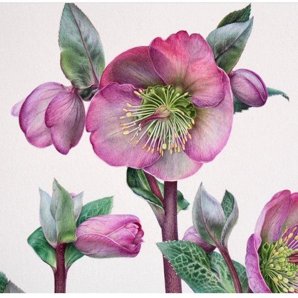 Пион Ботанический атлас