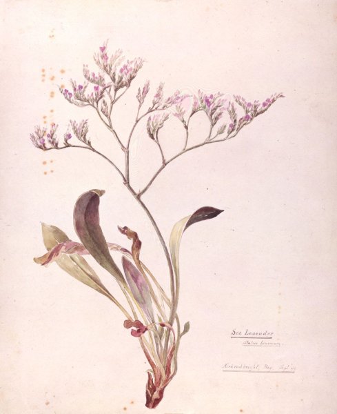 Акварель Ботаническая морозник