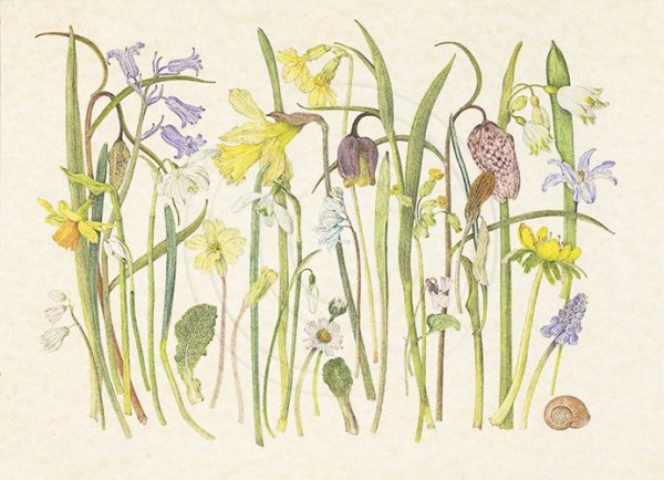 Анемона Ботаническая