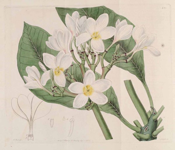 Морозник (Helleborus) Ботаническая иллюстрация