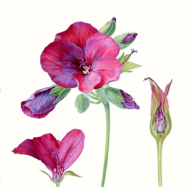 Ботанический атлас гортензия