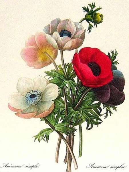 Акваререль Ботаническая иллюстрация