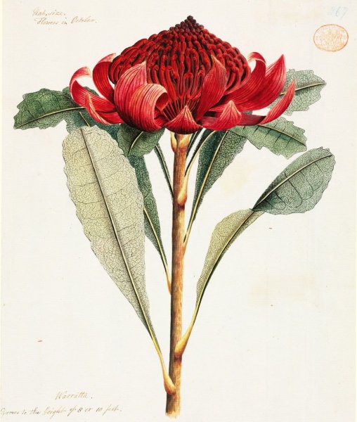 Клематис Ботаническая акварель