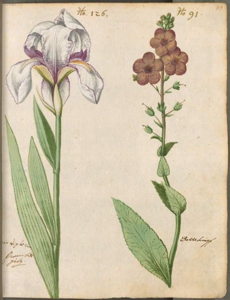 Колокольчик Ботанический цветок