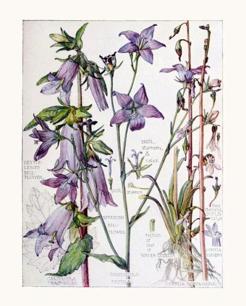 Акварель Ботаническая морозник