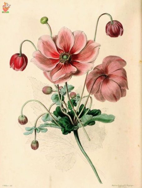 Хигибана Ботаническая иллюстрация