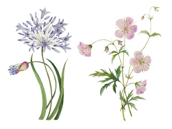 Анемон Ботаническая иллюстрация