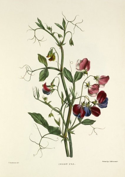 Limonium Botanical illustration