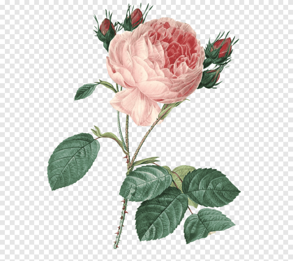 Левкой седой Ботаническая иллюстрация