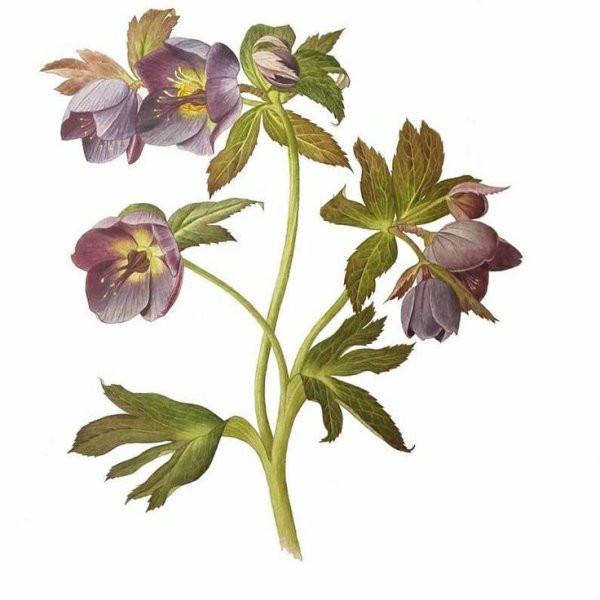 Ботанические портреты Билли Шоуэлл Ирис