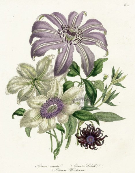 Пьер Жозеф редуте Ботанический атлас