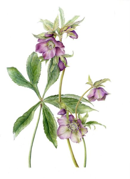 Винтажные открытки ботаника