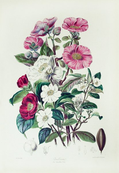 Анемон Ботаническая иллюстрация