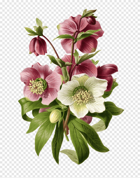 Ботанические зарисовки садовых цветов