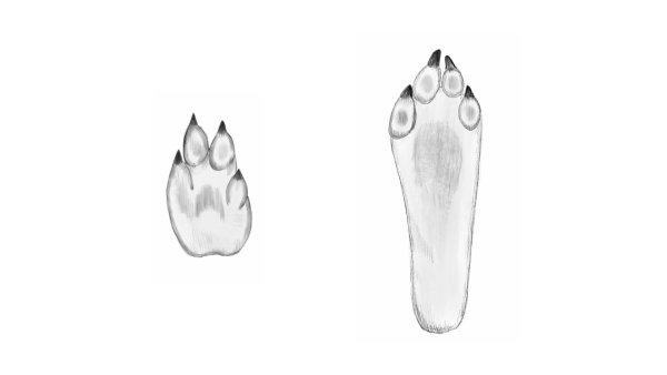 Следы зайца