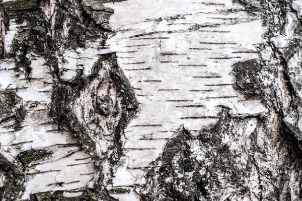 Кора ивы и березы