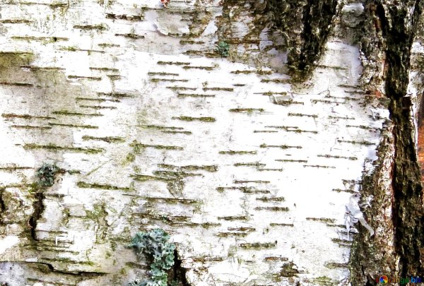 Кора березы вектор береста