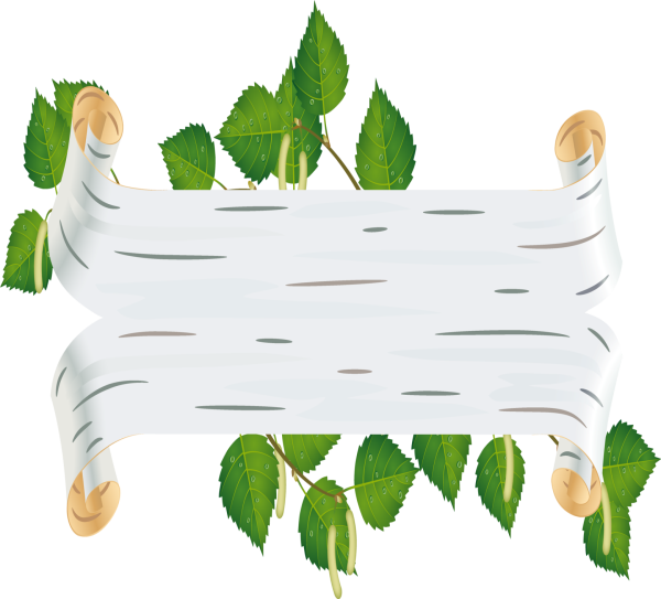 Береста кора березы