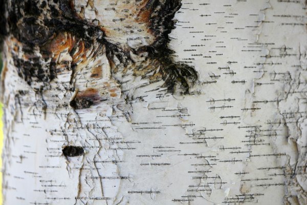 Кора березы текстура вектор