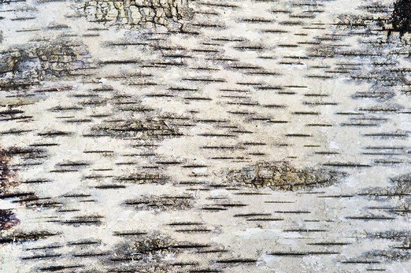 Паттерн Березовая кора