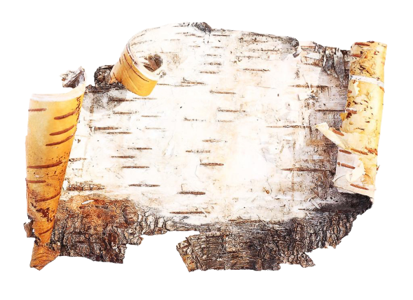 Береста фон