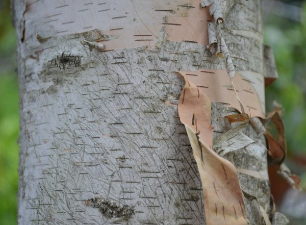 Береста для детей