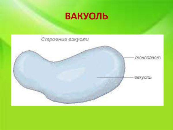 Строение клетки вакуоль