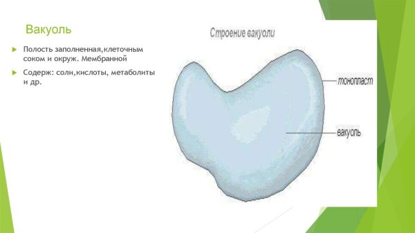 Вакуоль с клеточным соком строение