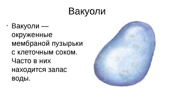 Рисунок вакуоли клетки