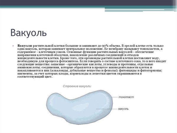 Вакуоль строение и функции