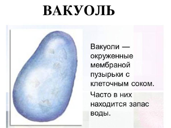 Центральная вакуоль растительной клетки строение