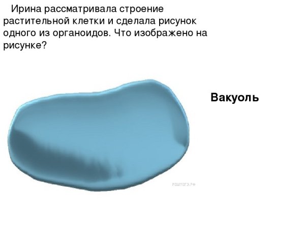 Вакуоль строение рисунок