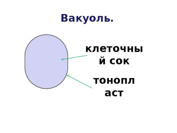 Схема вакуоли клетки