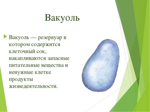 Биология 5 класс вакуоль строение и функции