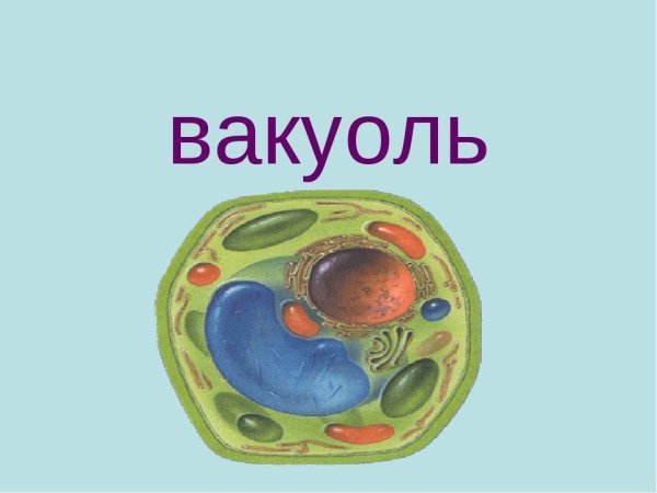 Вакуоль растительной клетки 5 класс биология