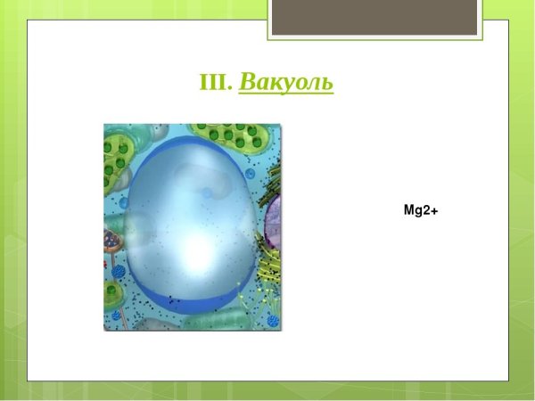 Вакуоль рисунок простой