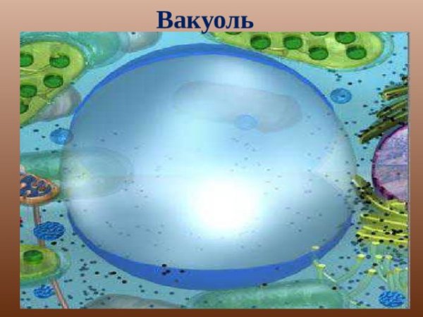 Вакуоль это 5 класс