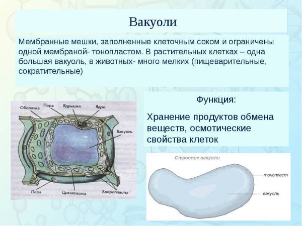 Строение растительной вакуоли