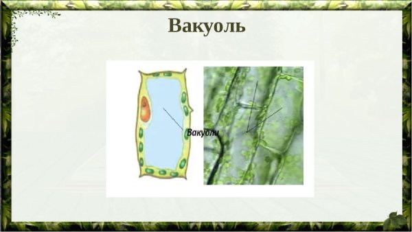 Вакуоль в строении листа