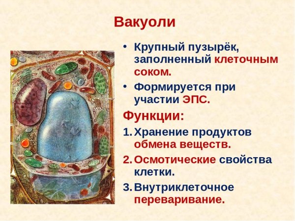 Строение вакуоли растительной клетки