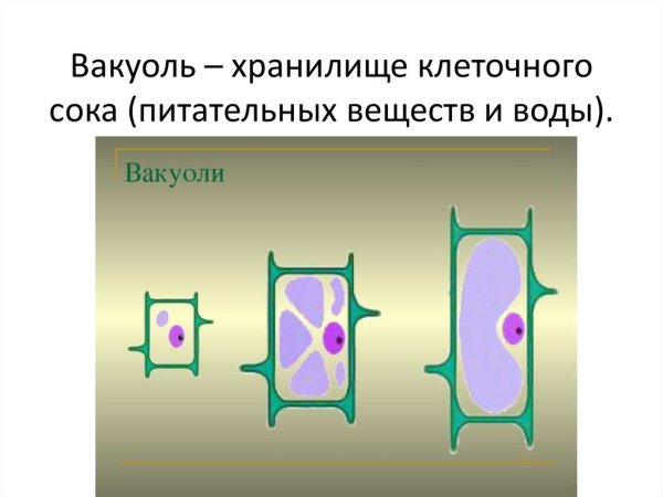 Вакуоль растительной клетки молодой и старой