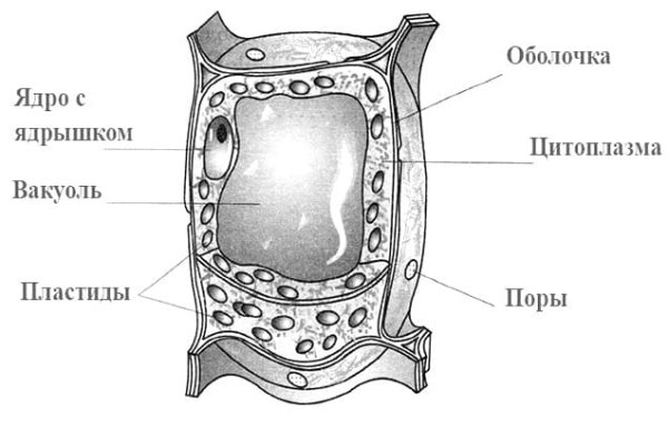 Центральная вакуоль строение