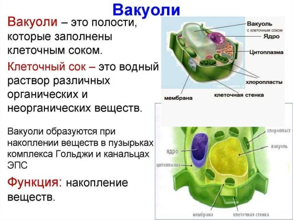 Структура вакуоли растительной клетки